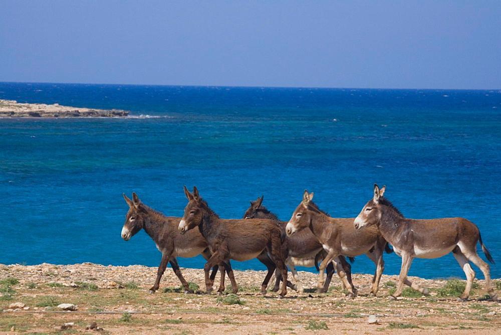 Oasis At Ayfilon Hotel Rizokarpaso Eksteriør billede